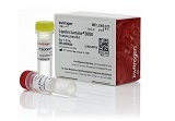 Lipofectamine® 3000 Transfection Reagent