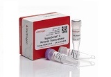 SuperScript® II Reverse Transcriptase