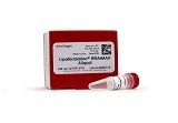 Lipofectamine® RNAiMAX Transfection Reagent