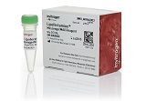 Lipofectamine® MessengerMAX™ Transfection Reagent