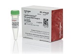 Lipofectamine® MessengerMAX™ Transfection Reagent