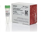 Lipofectamine® MessengerMAX™ Transfection Reagent