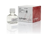 Lipofectamine® MessengerMAX™ Transfection Reagent