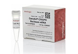 GeneArt® CRISPR Nuclease mRNA