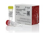 Lipofectamine® 3000 Transfection Reagent