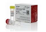 Lipofectamine® 3000 Transfection Reagent
