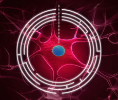 产品推荐：Lipofectamine® MessengerMAX™转染试剂
