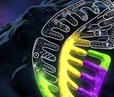 产品推荐：GeneArt® CRISPR核酸载体