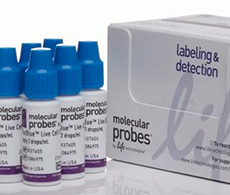 ReadyProbes® 即用型成像试剂