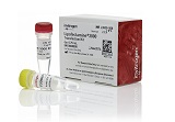Lipofectamine® 3000 Transfection Reagent