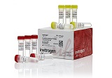 Lipofectamine® 3000 Transfection Reagent